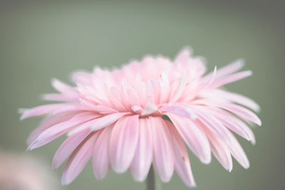 Close-up of pink flower