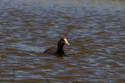 Duck swimming in lake