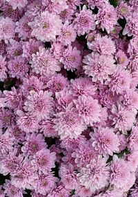 Full frame shot of pink flowers