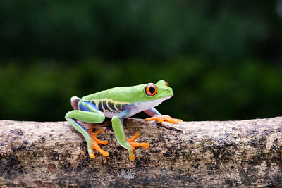 The frog is walking on the tree branch