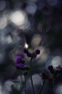 Close-up of purple flowering plant