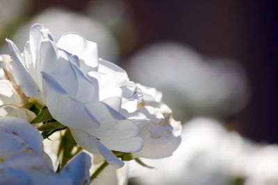 Close-up of white cherry blossom