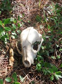 View of trees on field
