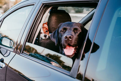 Portrait of dog seen through car window