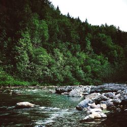 Scenic view of forest against sky