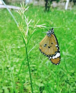 Close-up of butterfly on leaf