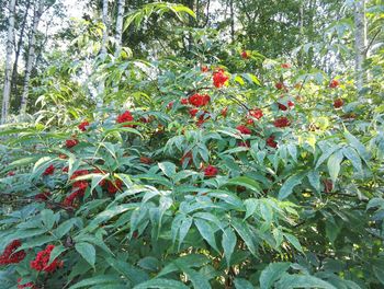 Plants growing on tree