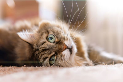 Close-up portrait of a cat