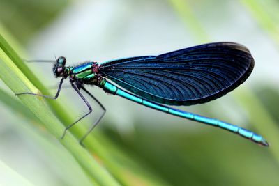 Close-up view of dragonfly