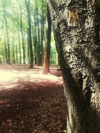 Trees in forest