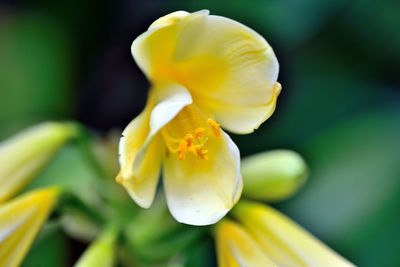 Close-up of yellow flowering plant