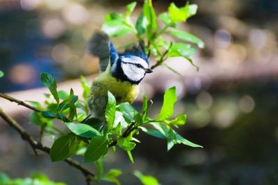 Close-up of bird perching on tree
