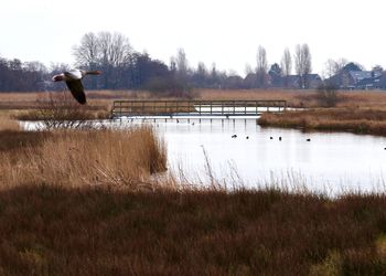 Bird flying over lake against sky