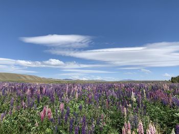 Scenic view of flowering plants on land against sky