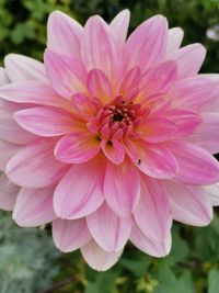 Close-up of pink dahlia