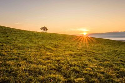 Scenic view of field against sky during sunset