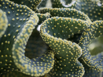 Full frame shot of succulent plant