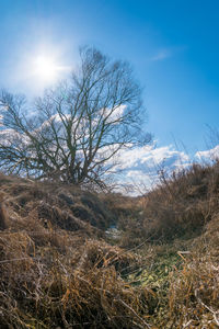 Bare tree on landscape against sky