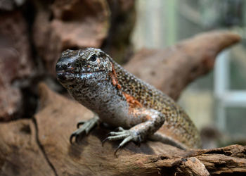 Close-up of lizard on wood at zoo