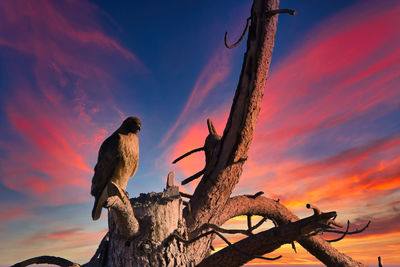 Low angle view of bird perching on tree against sky