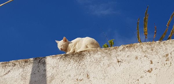 Low angle view of cat on wall