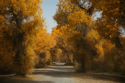Road amidst trees during autumn