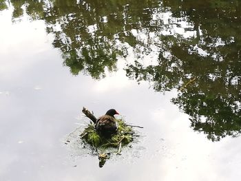 High angle view of swan swimming on lake