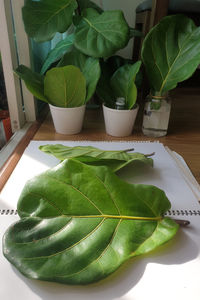 High angle view of potted plant on table at home