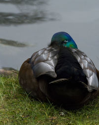 Close-up of bird perching on grass