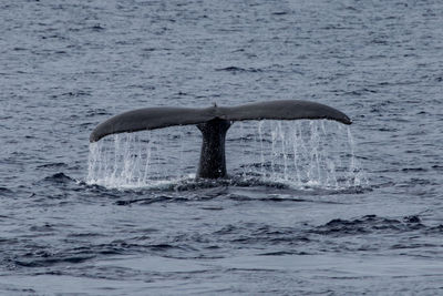 Humpback tail when whale is  diving