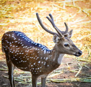 Deer standing on field