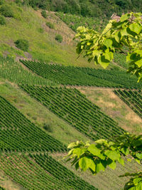 Scenic view of agricultural field