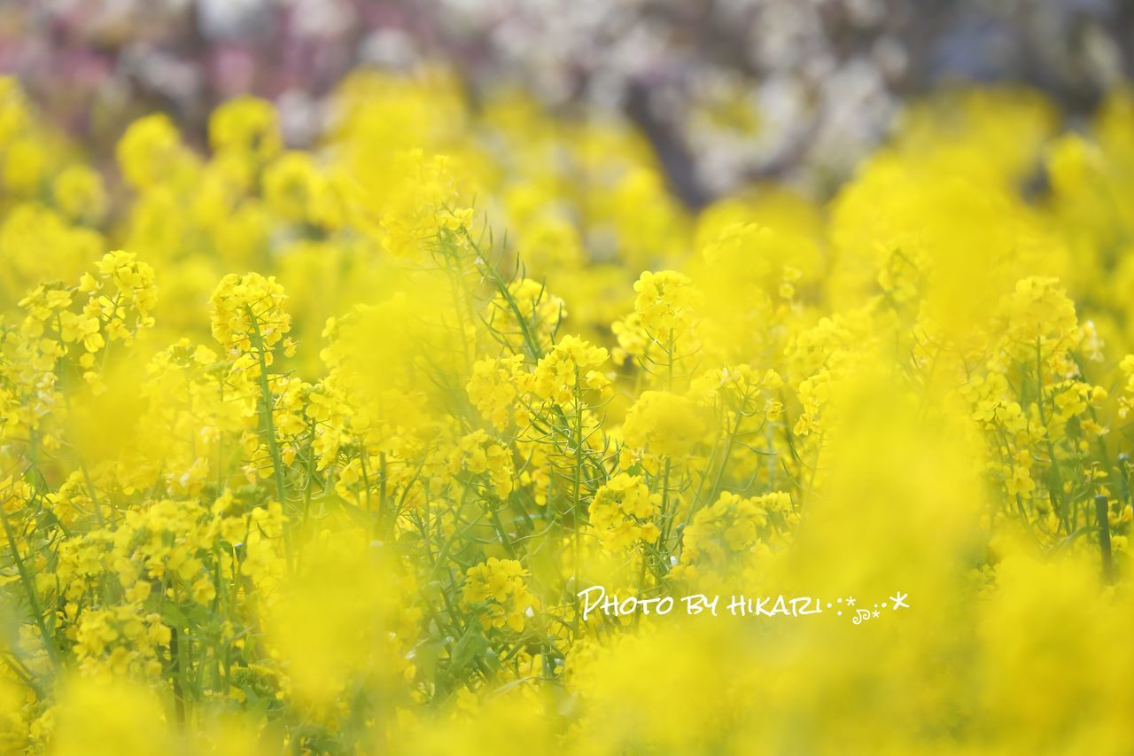 yellow, nature, flower, field, oilseed rape, beauty in nature, growth, crop, agriculture, fragility, mustard plant, close-up, no people, rural scene, springtime, blossom, plant, freshness, day, outdoors