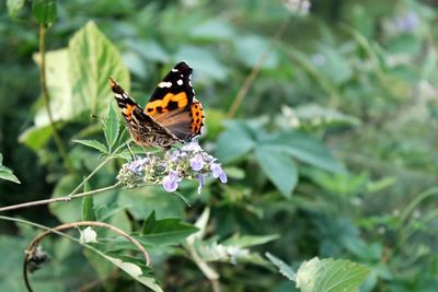 Butterfly perching on leaf