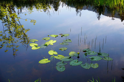 View of lotus leaves floating on water