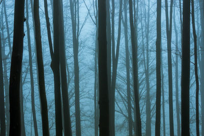 Full frame shot of bamboo trees in forest