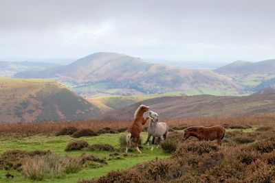 Cows standing on field by mountains against sky