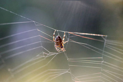 Close-up of spider on web