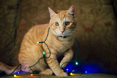 Close-up of ginger cat