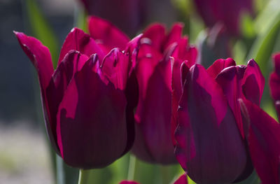 Close-up of pink flowers blooming outdoors