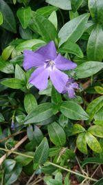 Close-up of purple flowers