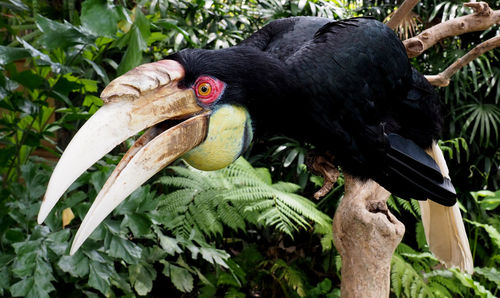 Close-up of bird perching on tree