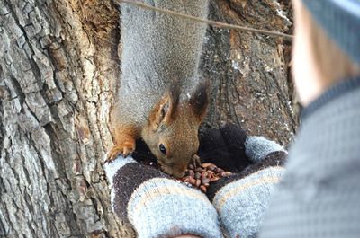 Close-up of a squirrel eating nuts from a persons hands