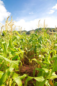 Close-up of fresh green plants in field against sky