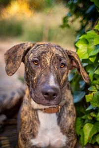 Close-up portrait of a dog