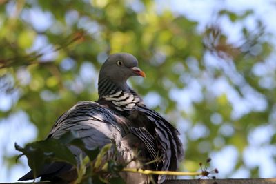 Low angle view of bird perching on tree