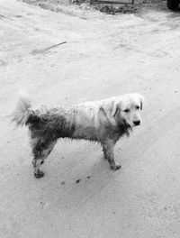 High angle view of dog walking