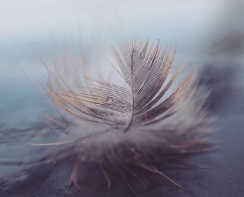 Close-up of a feather 
