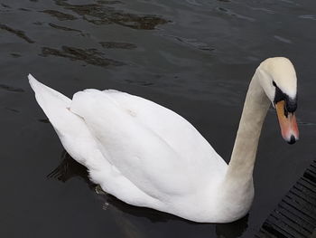 High angle view of swan swimming in lake