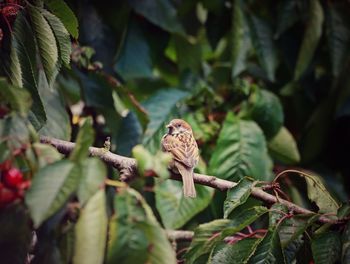 Close-up of bird on tree